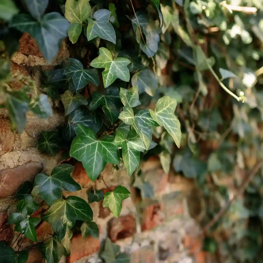 English Ivy
