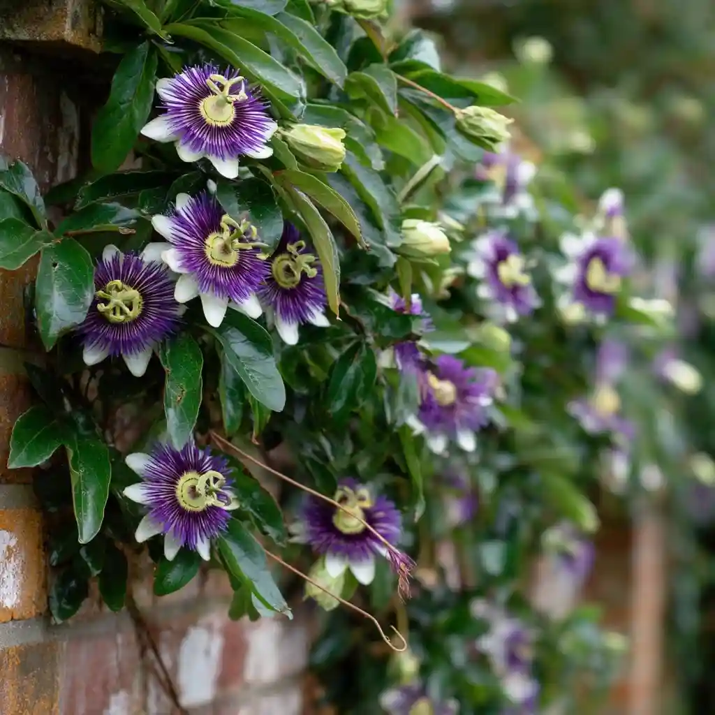 Passionflower