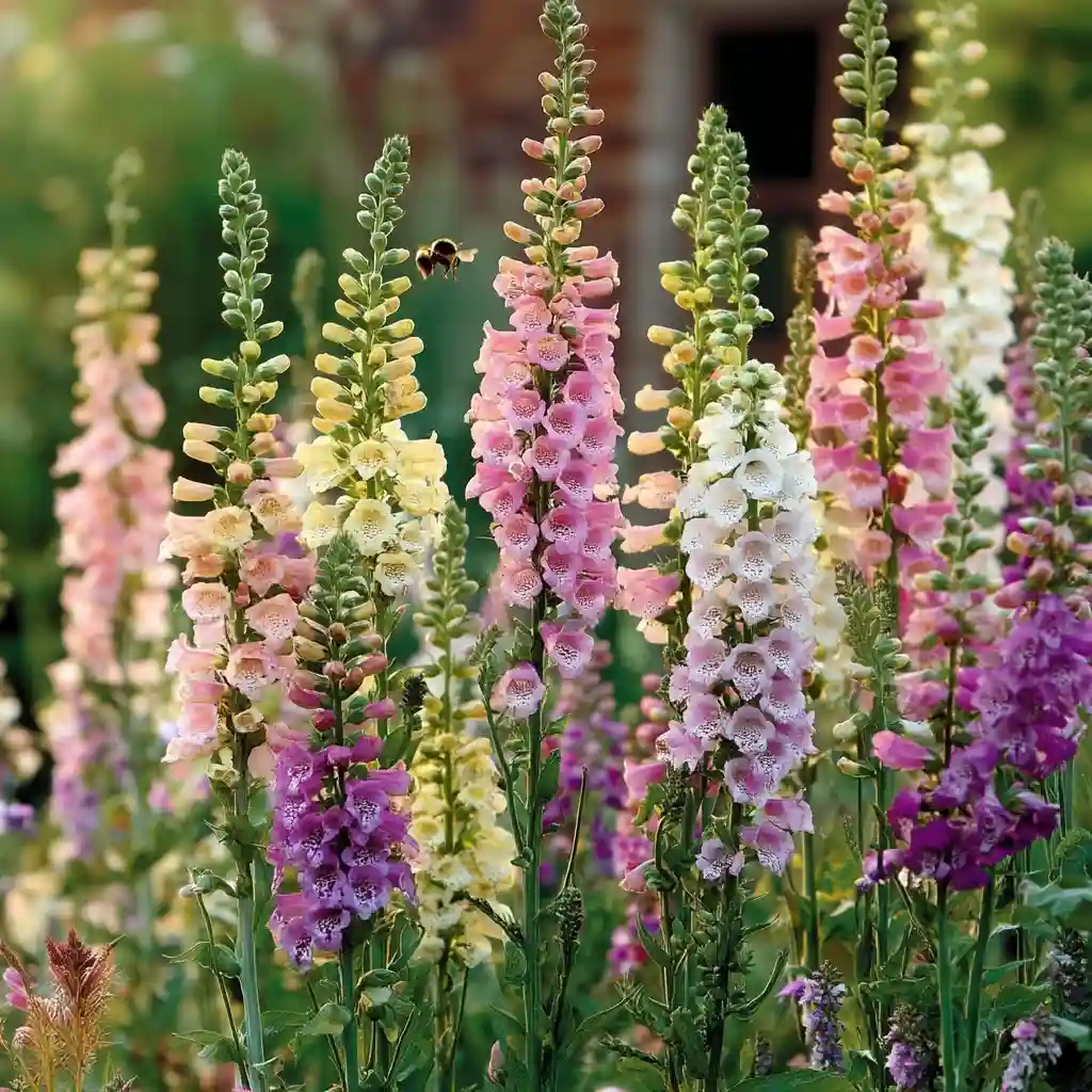 Foxgloves: The Tall Elegance