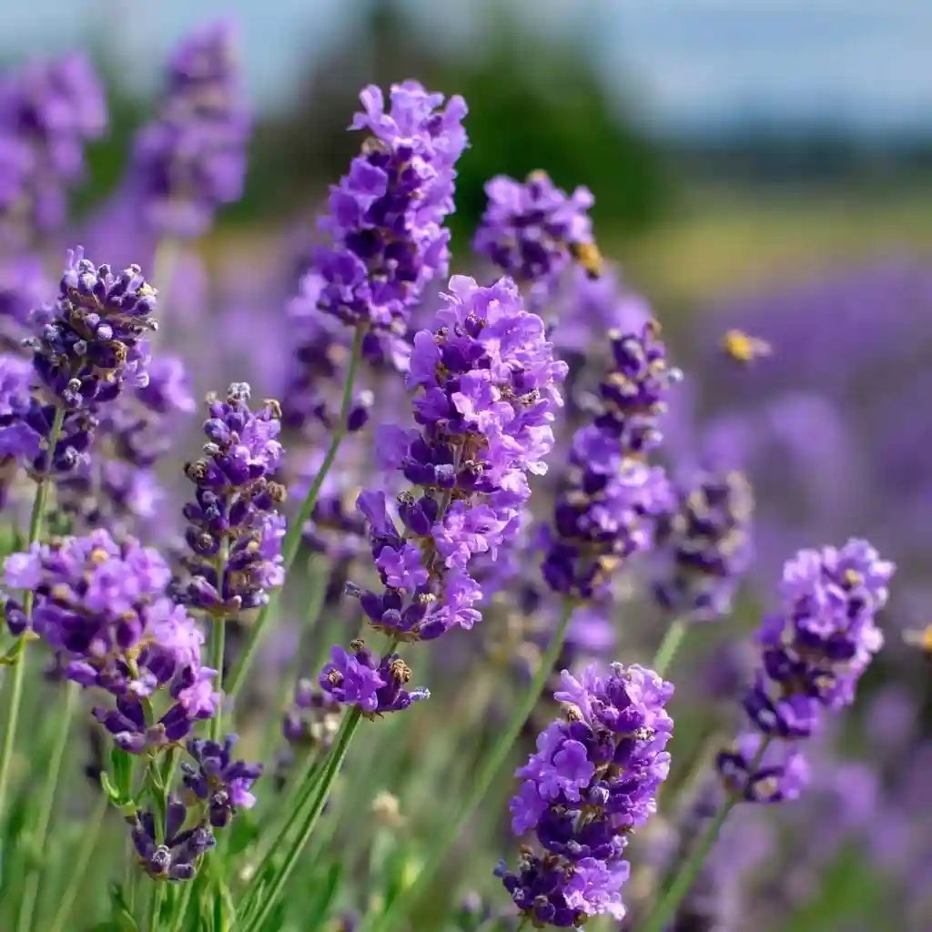 Lavender