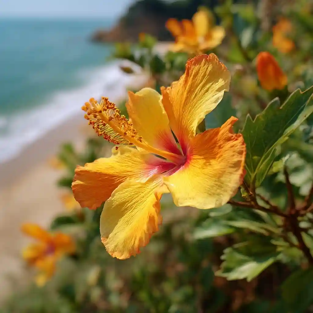 Sea Hibiscus