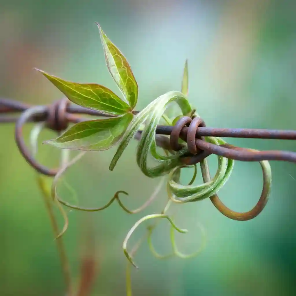Understand How Clematis Vines Climb