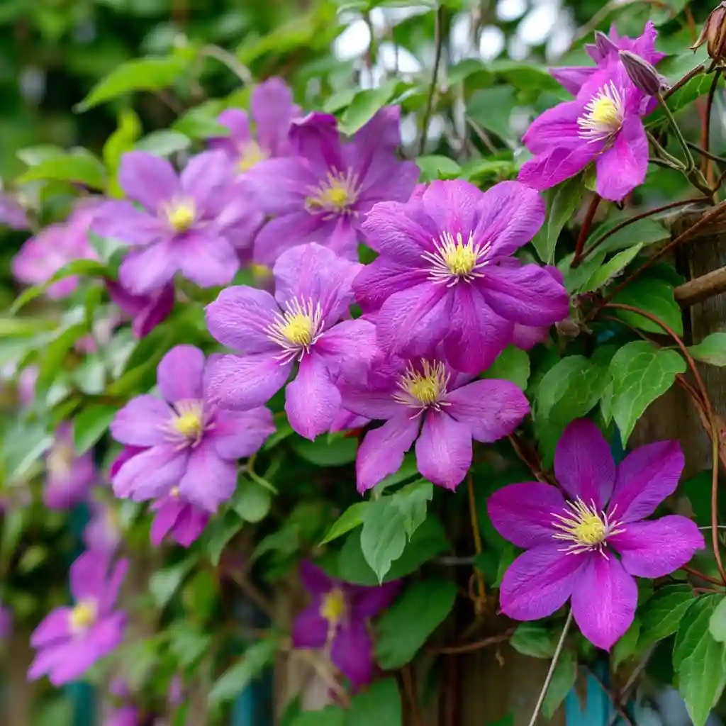 Clematis