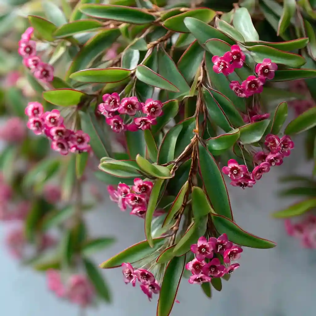 Hoya kentiana