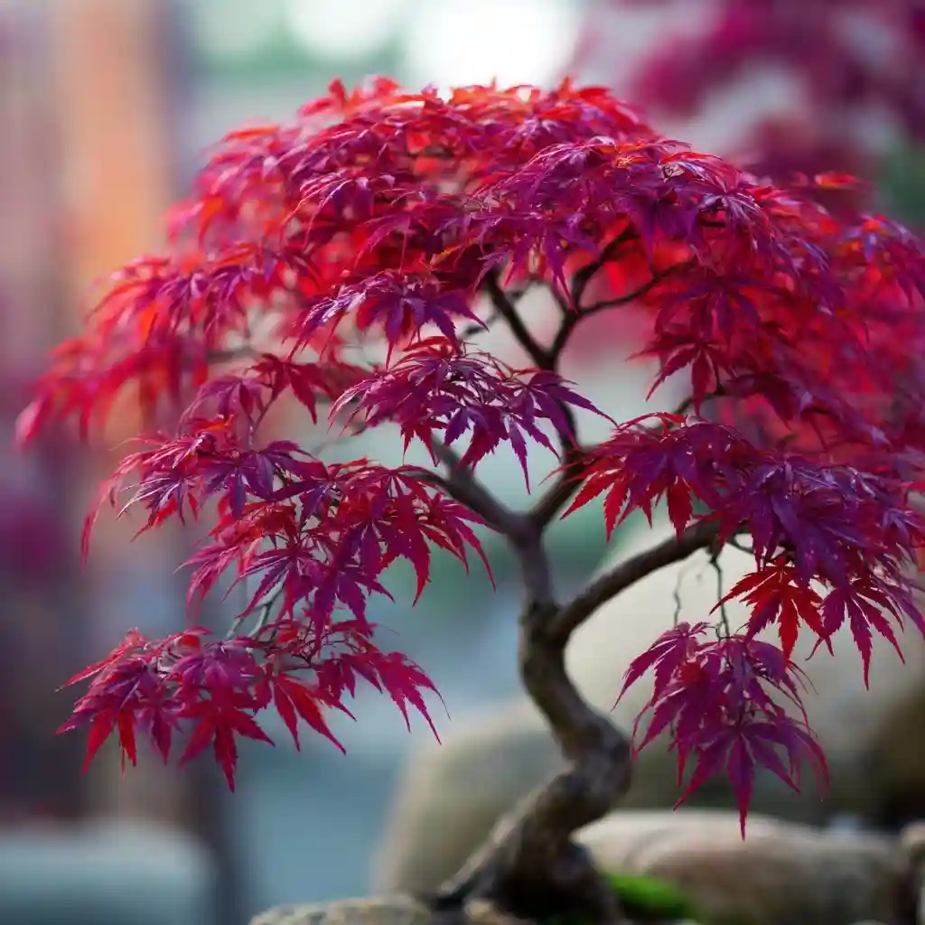  Impress with a Japanese Maple