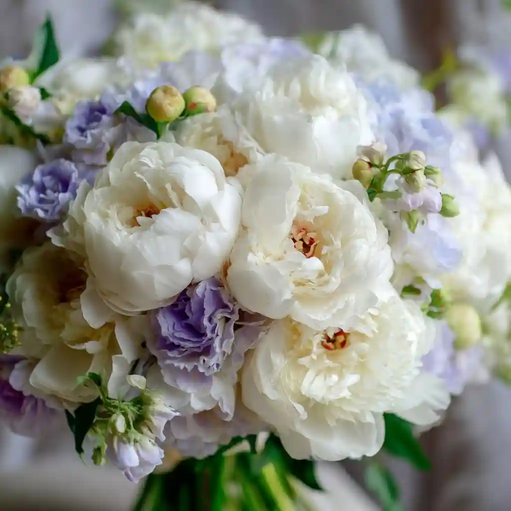 White Peonies Delight