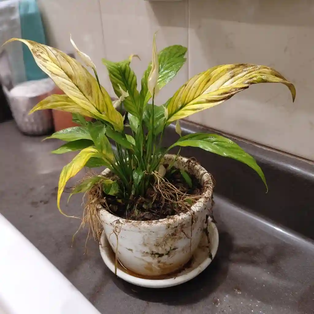 3. Overwatering
