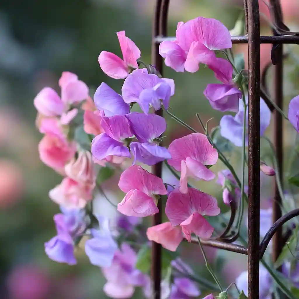 Sweet Pea