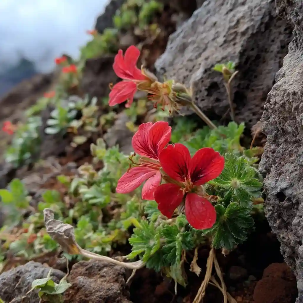 Geranium arboreum