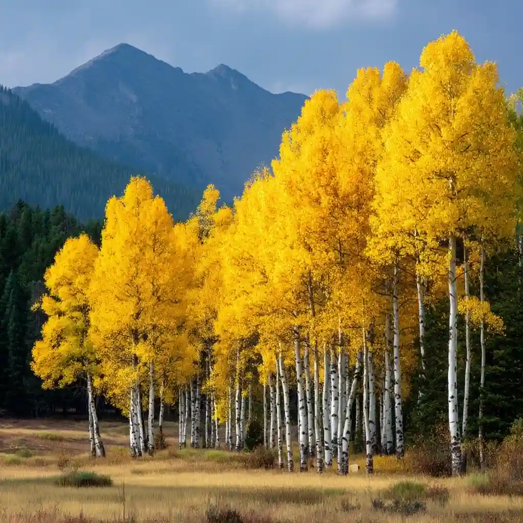 American Aspen 