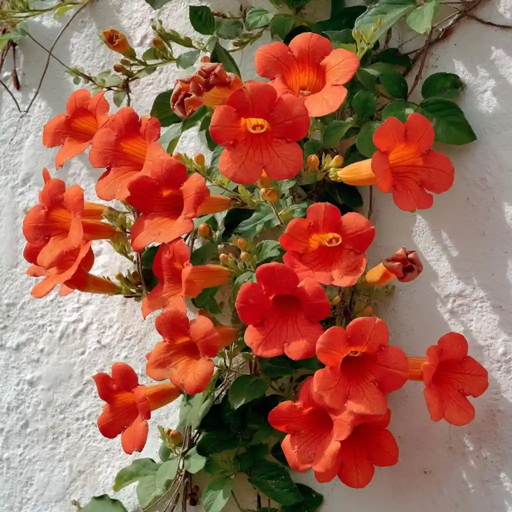Trumpet Vine