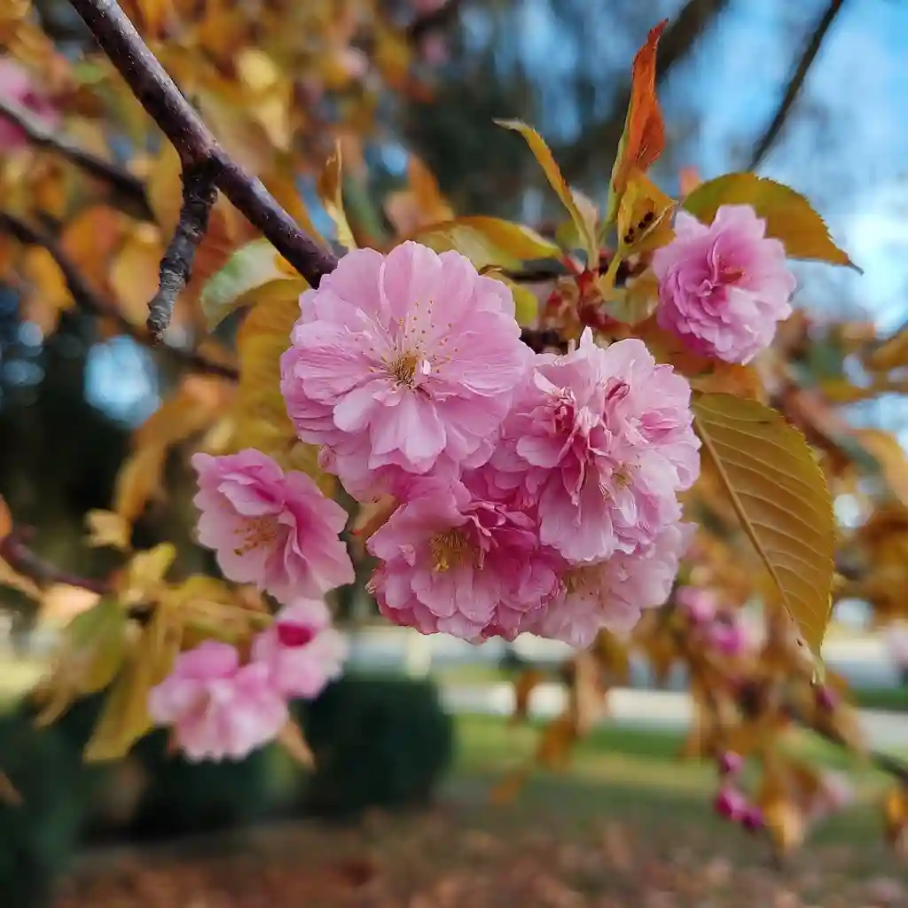 Autumn Flowering Cherry Tree