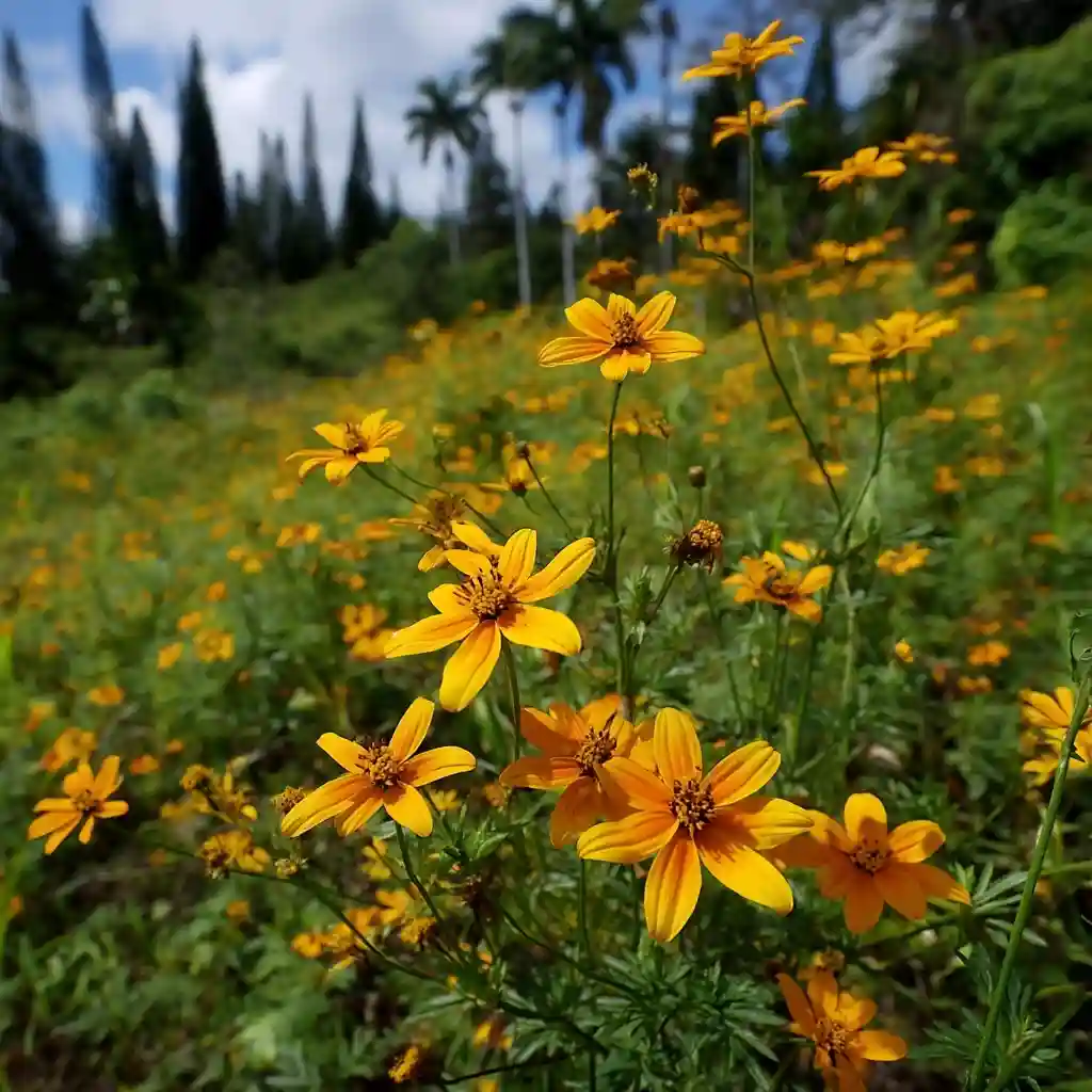 Bidens cosmoides