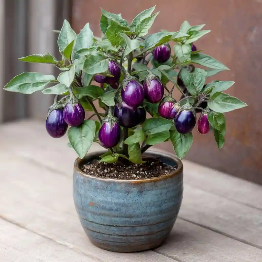 Eggplants
