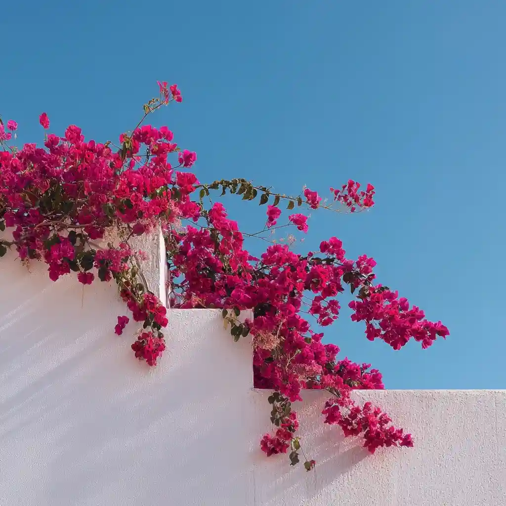 Bougainvillea