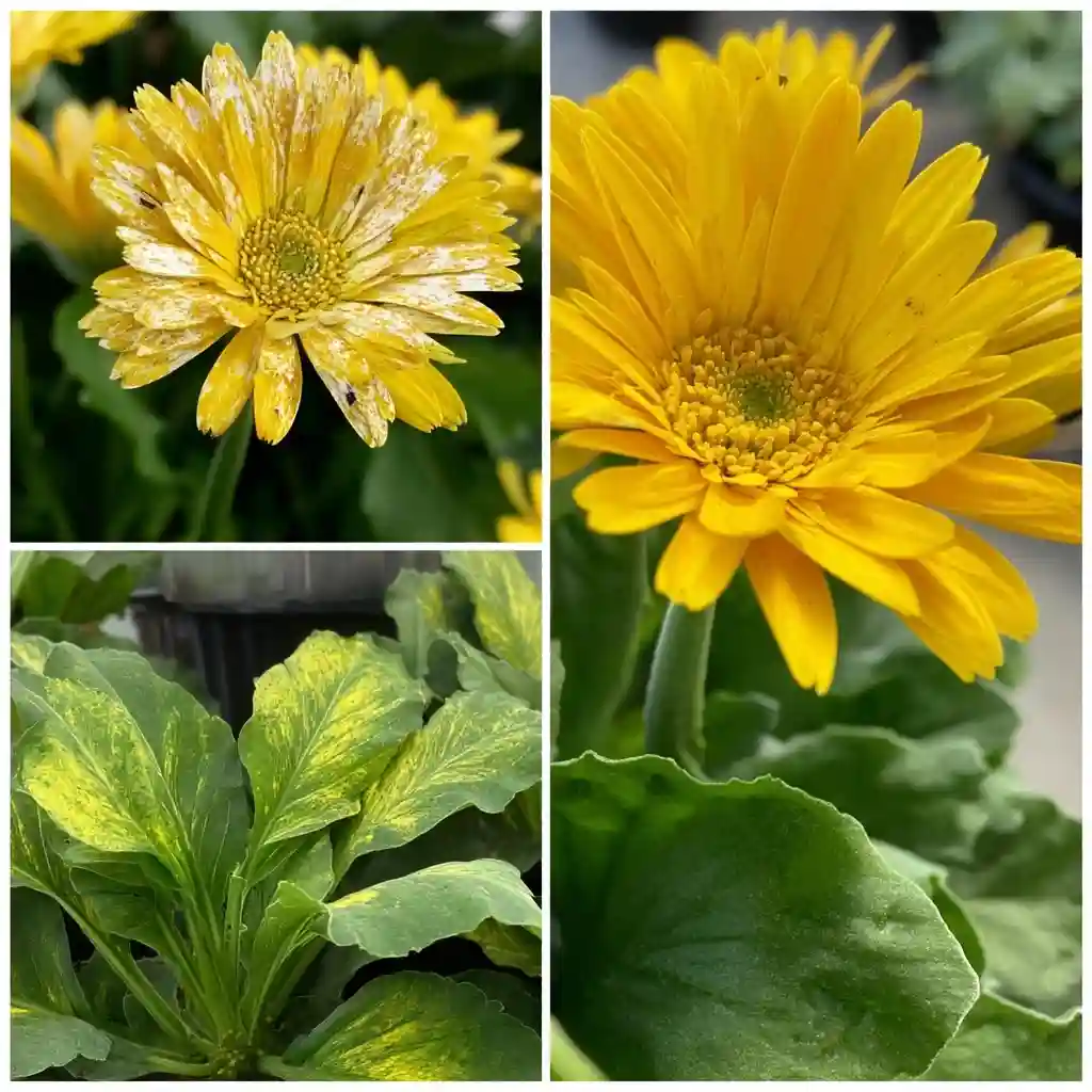 Common Gerbera Daisy Problems