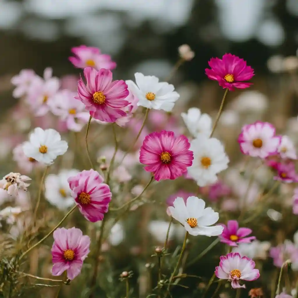 Cosmos