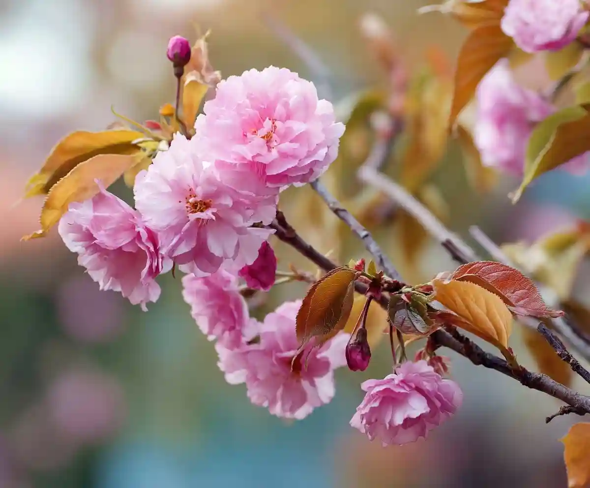 Types of Trees