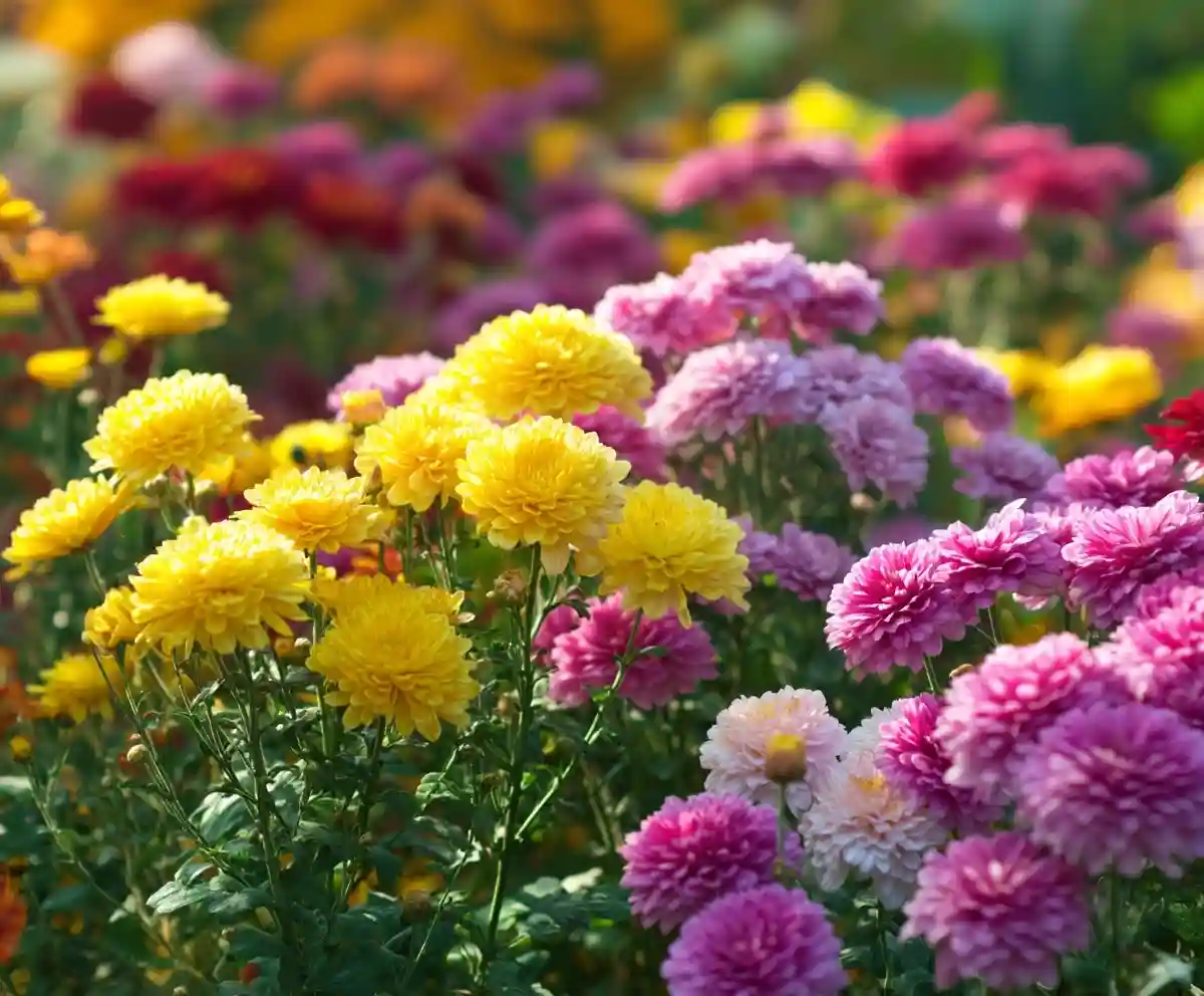 Grow Hardy Chrysanthemum: Complete Care Guide