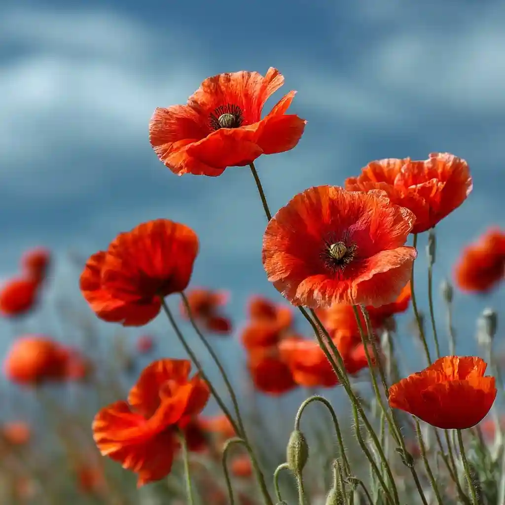 Poppy