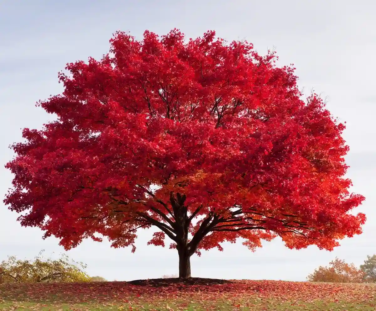 13 Most Eye-Catching Trees For Fall Foliage