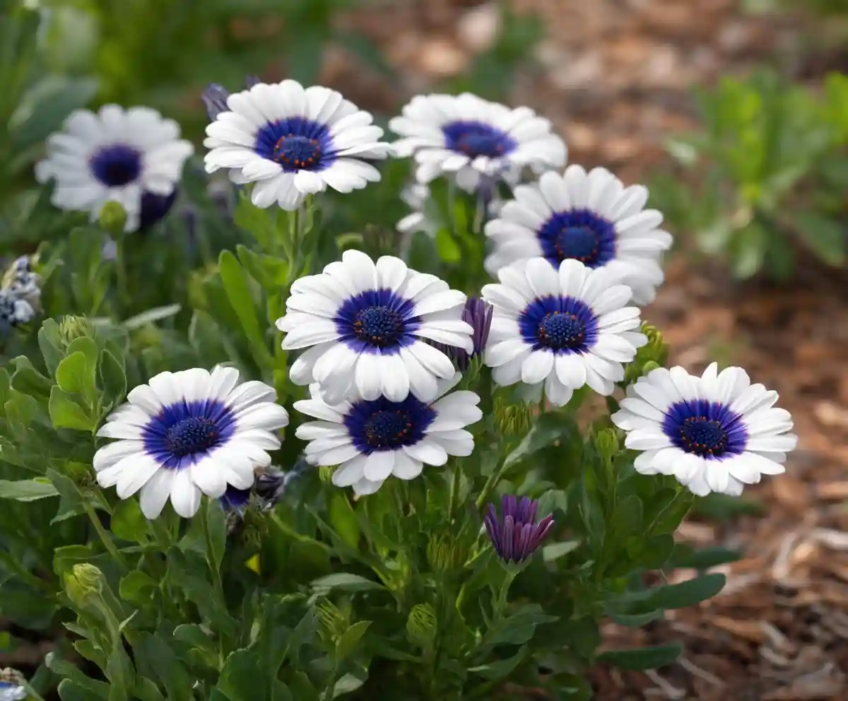 26 Stunning Daisies That Will Make Your Garden Beautiful