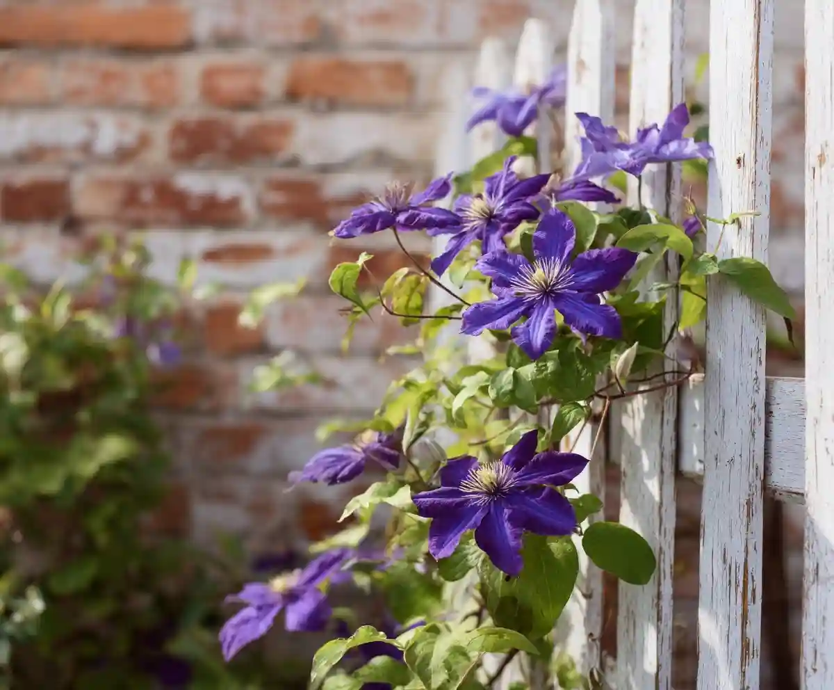 Growing Clematis: 6 Easy Tips for Lush Blooms