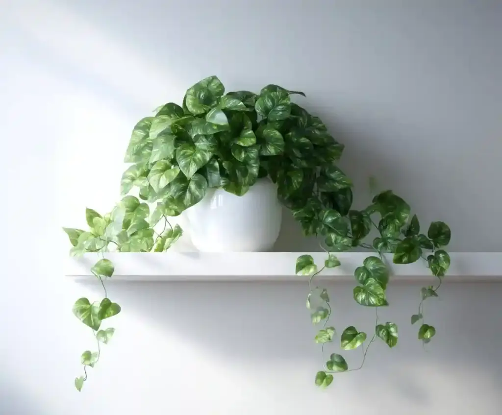 Pothos Plant Care: Growing Indoors