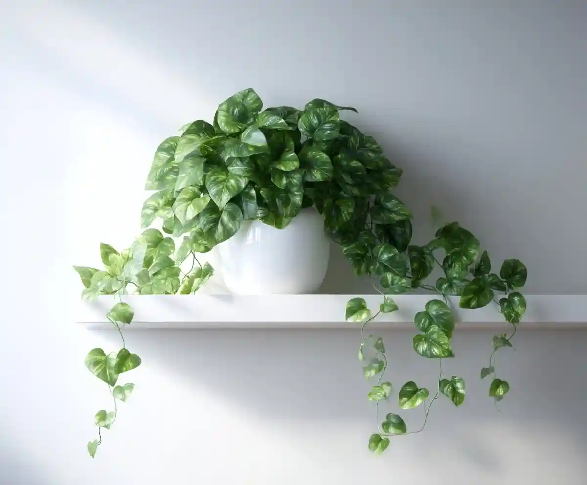 Pothos Plant Care Indoors – Tips for Thriving Vines