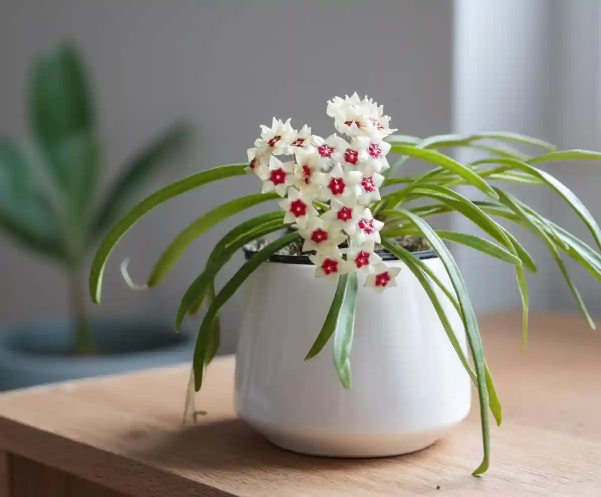 15 Stunning Hoya Varieties with Pictures