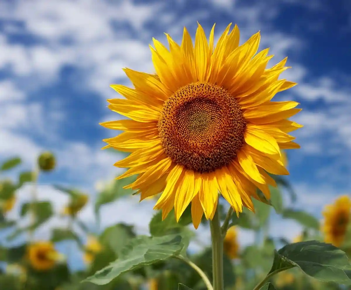 10 Amazing Facts About Sunflowers