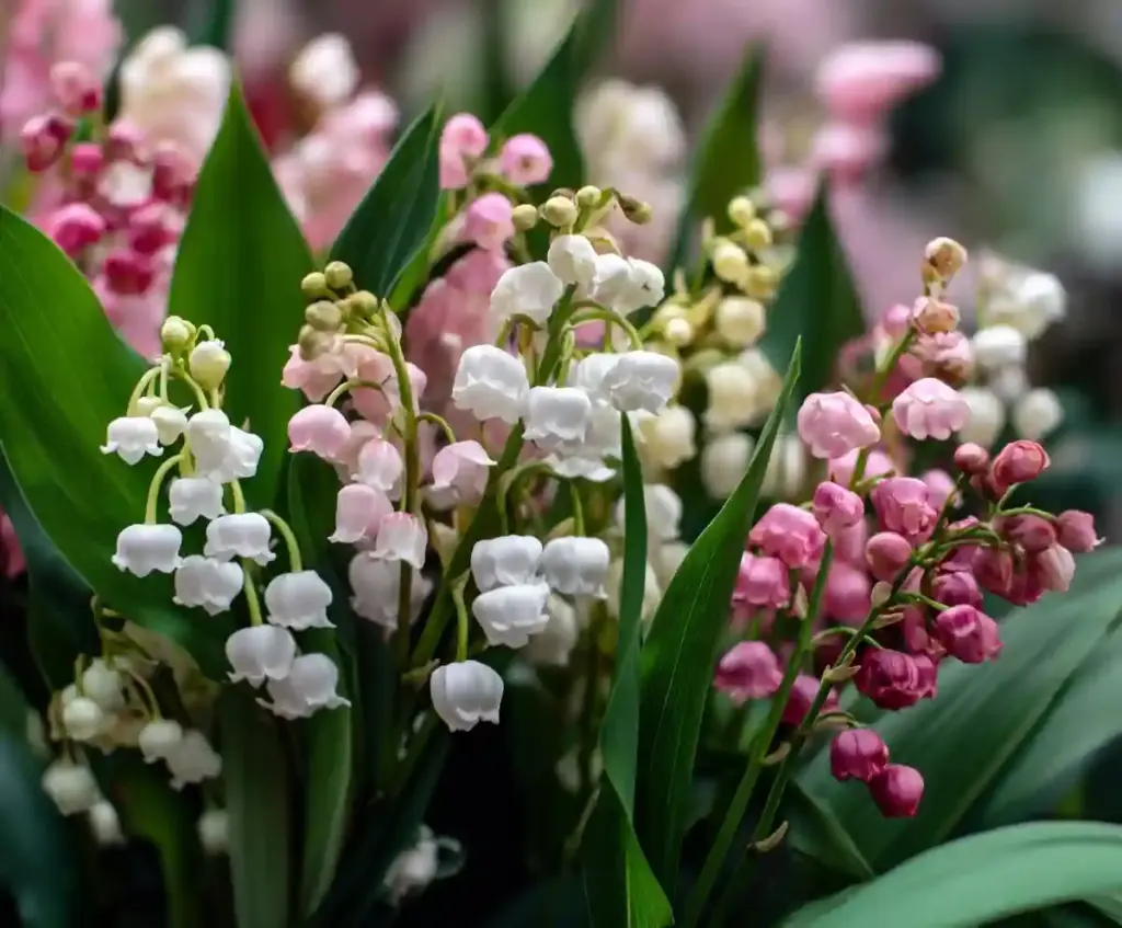 Garden Lily of the Valley Facts