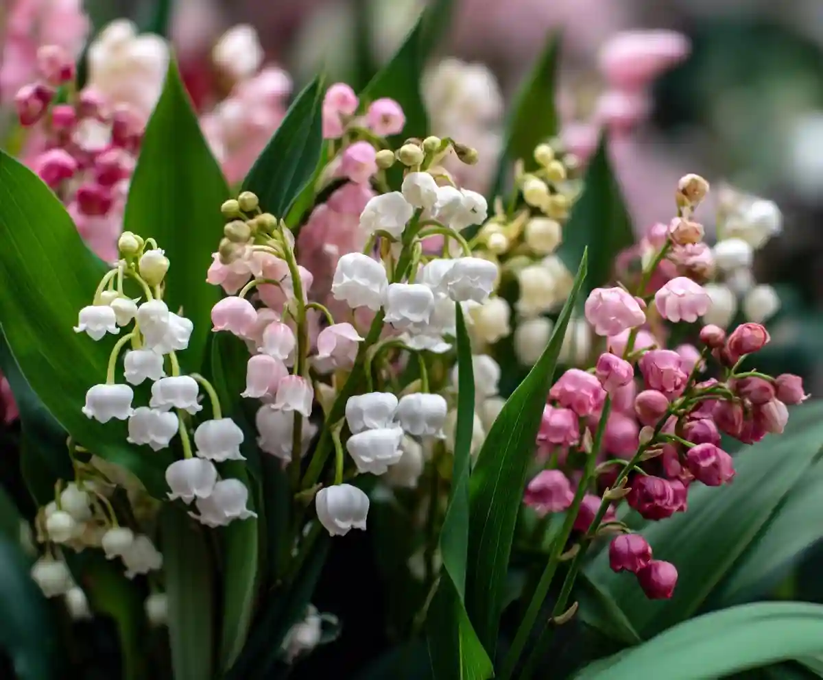 10 Things You May Not Know About Lily of the Valley