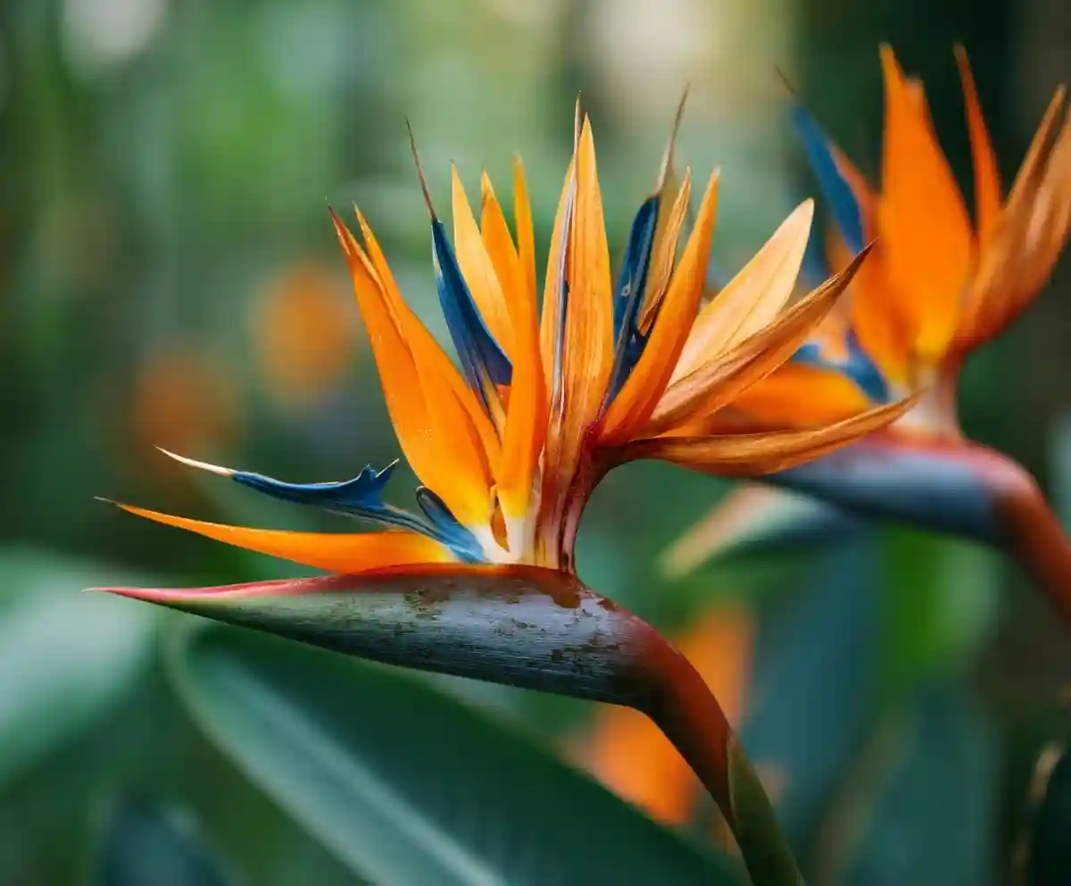 15 Stunning Hawaiian Tropical Flowers You’ll Love