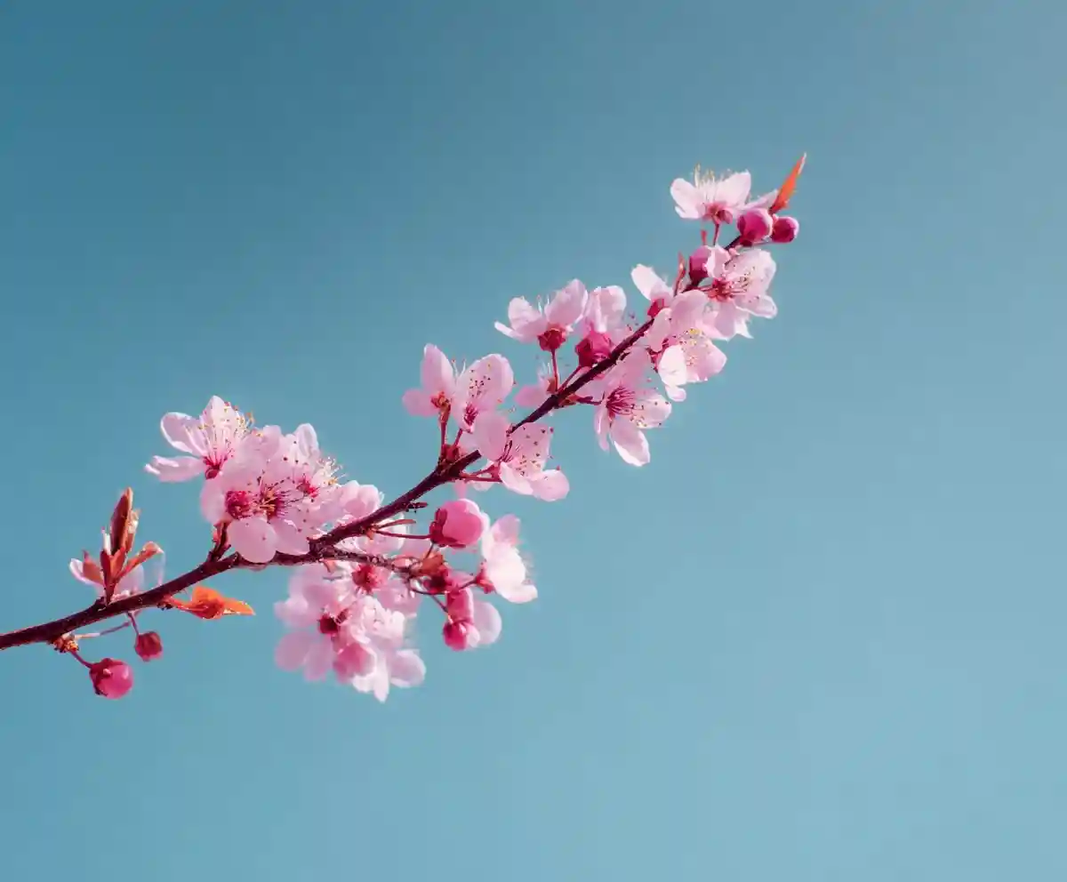 12 Stunning Cherry Blossom Photos That Will Make You Drool Over Spring!