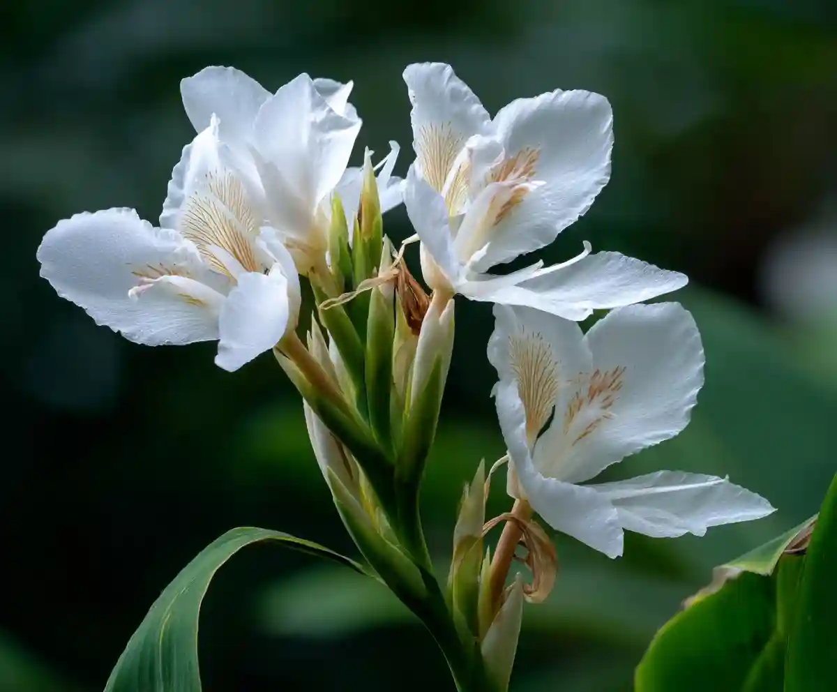 Hawaii Flowers: 22 Stunning Tropical Blooms