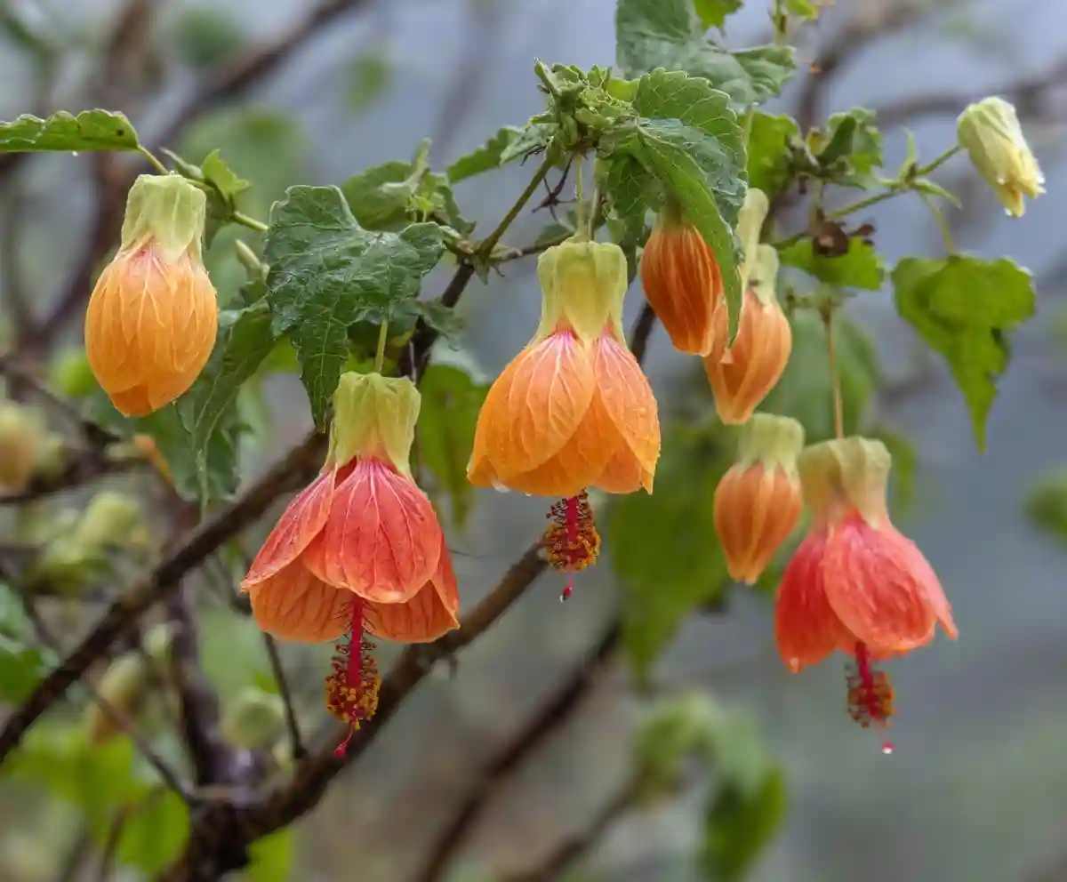 Top 23 Best Hawaiian Flowers in Hawaii