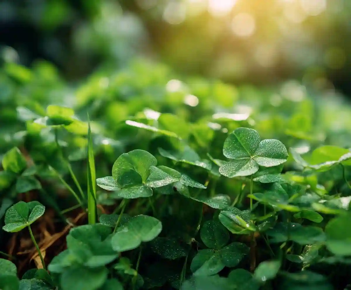 Clover Lawns: The Proven, Low‑Maintenance Yard Upgrade