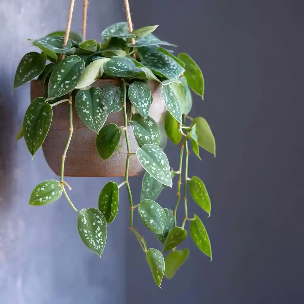 Satin Pothos
