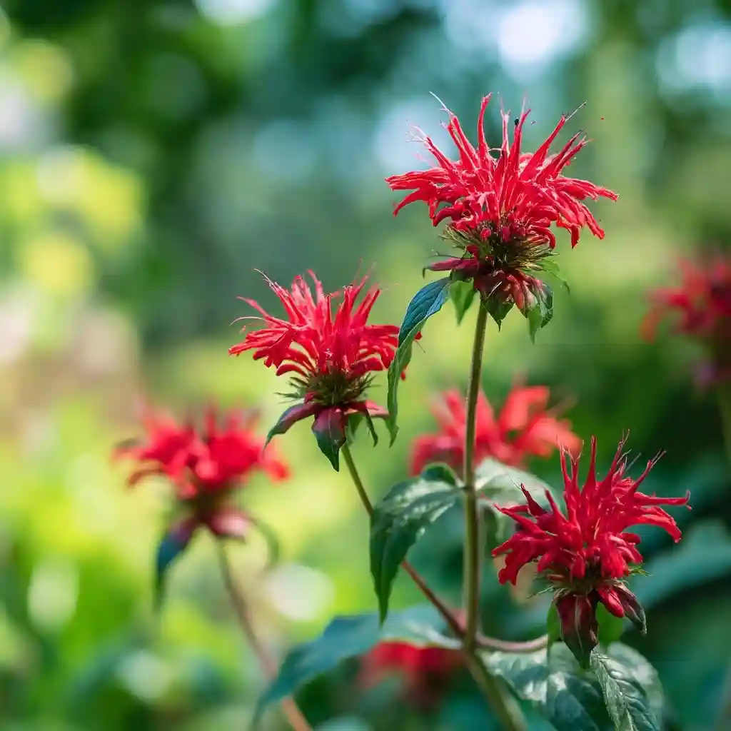 Monarda