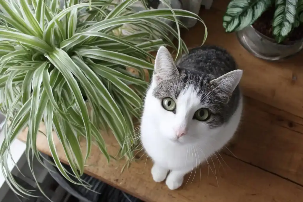 Spider Plants