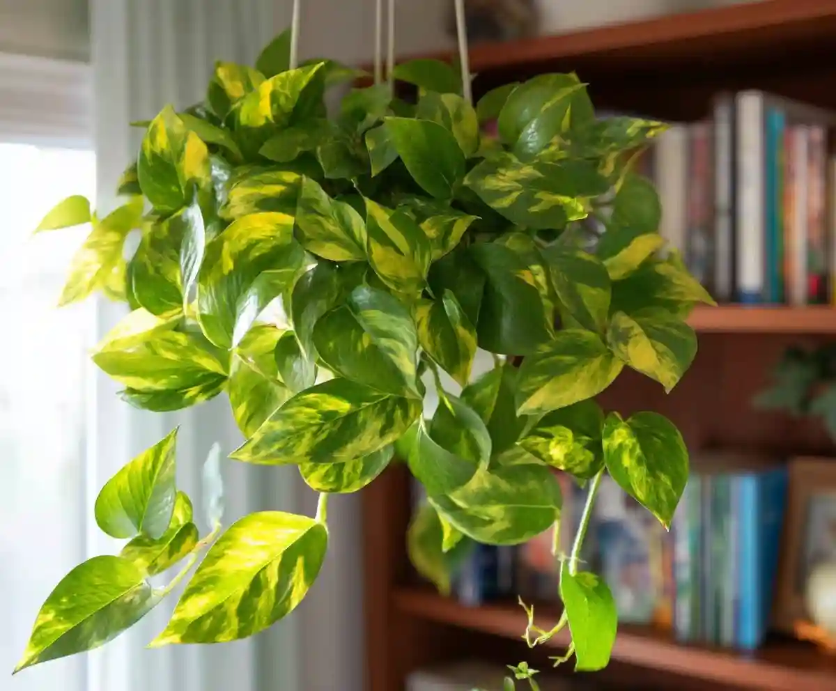24 Best Indoor Plants For Any Location