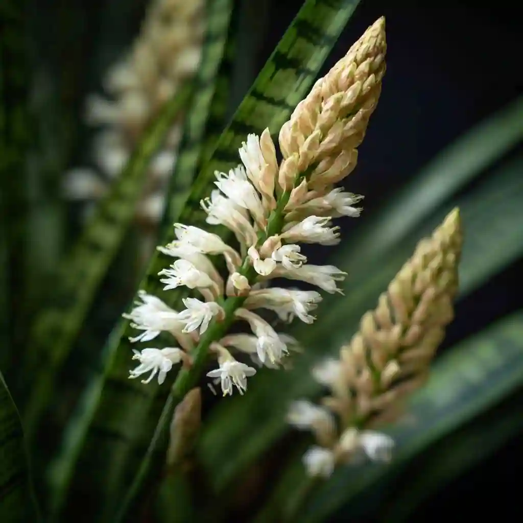 snake plant