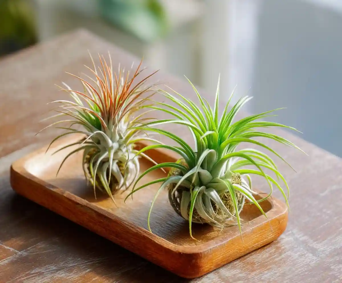 How to Grow and Care for Air Plants: No Soil Required