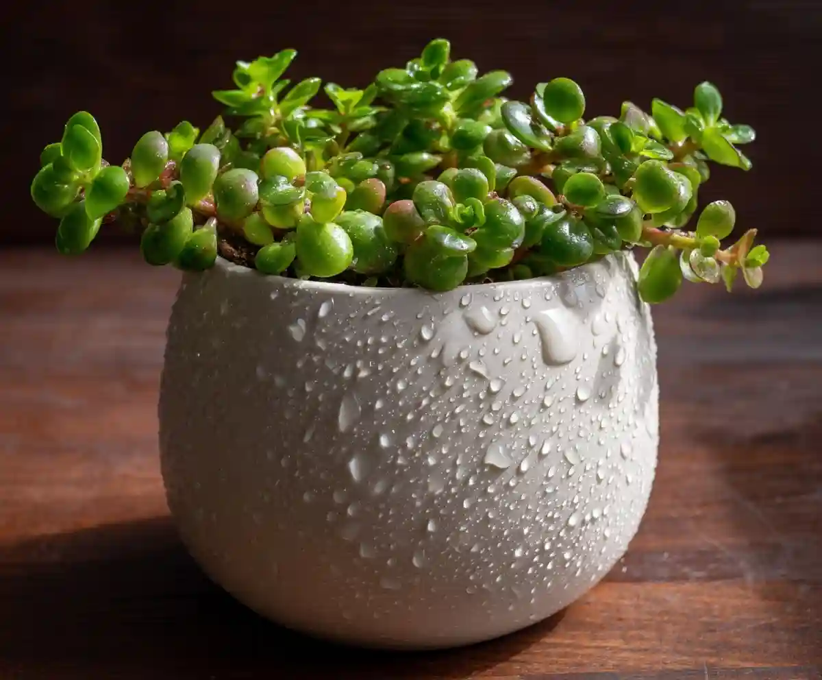 How to Care for Jade Plants: Indoor Growing Guide