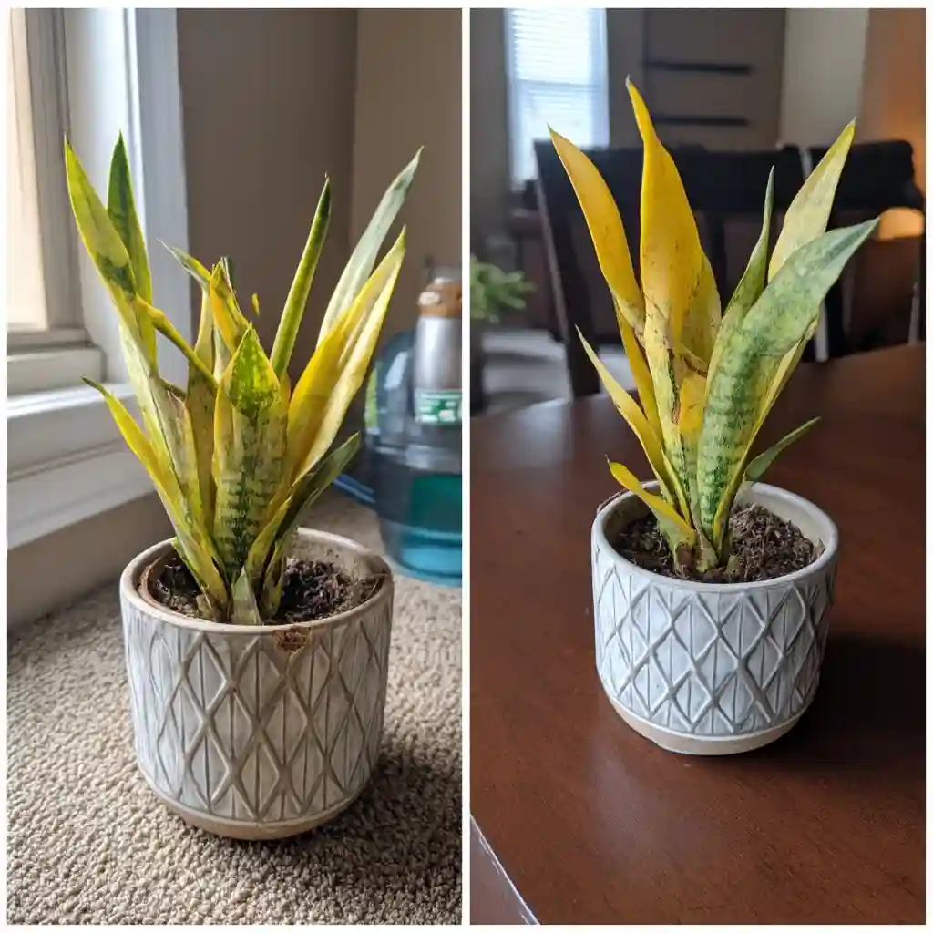 snake plant