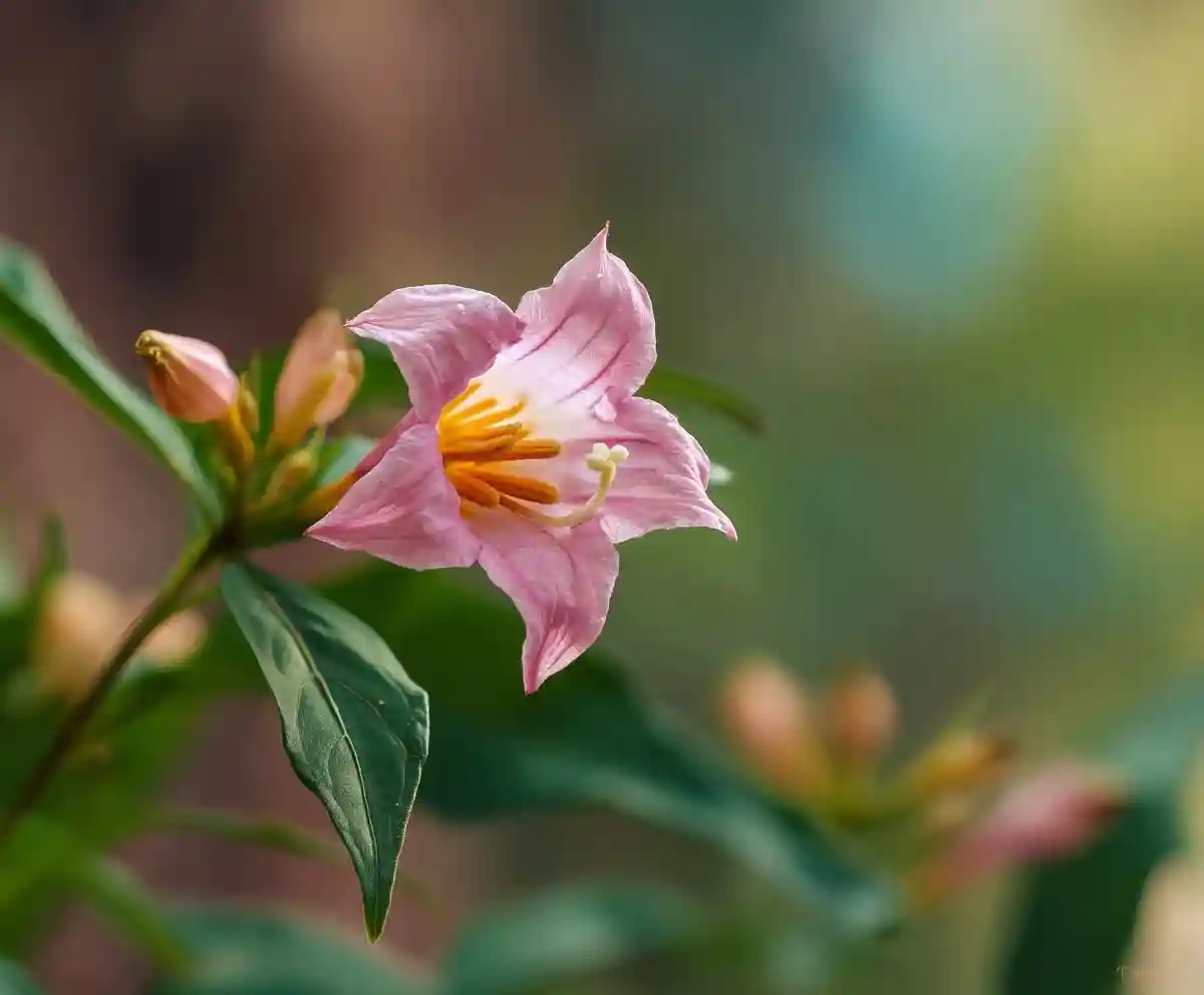 Belladonna Flower Meaning and Symbolism of Each Color