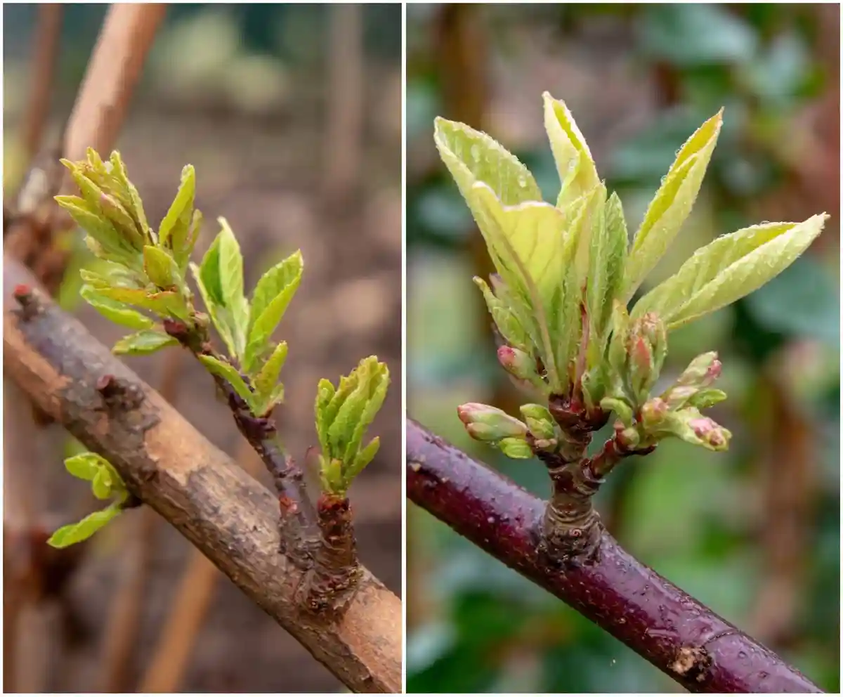 The Art of Grafting Plants