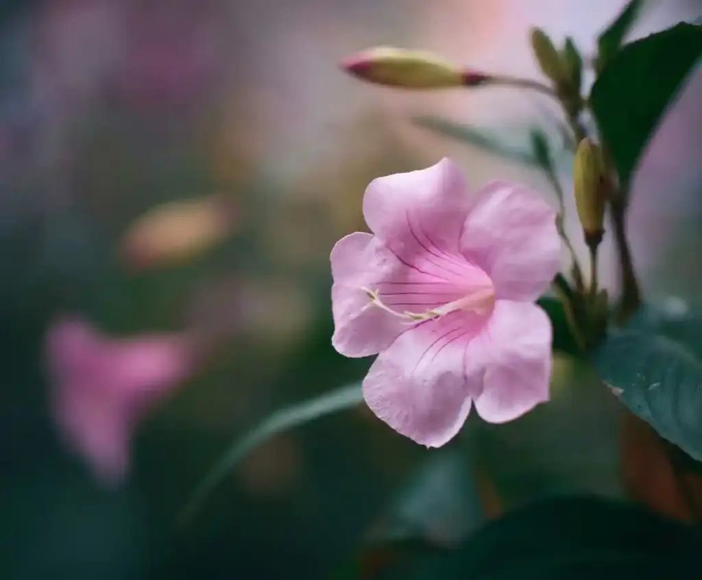 belladonna flower