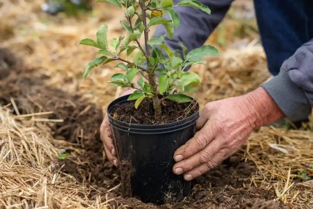 Winterize Potted Plants